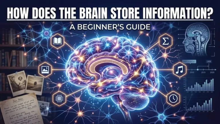 How-Does-the-Brain-Store-Information-A-Beginner's-Guide